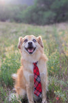Happy dog 4