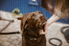 Happy dog 1