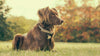 Happy dog 2