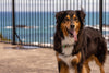 Happy dog 3
